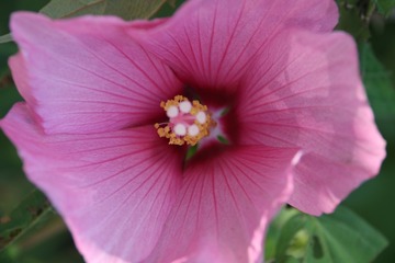 芙蓉葵