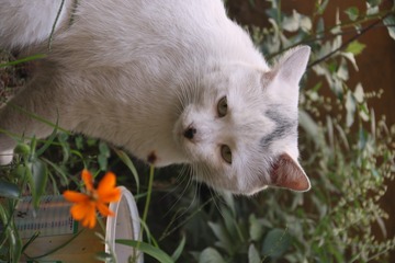 楼下那只忧郁的猫
