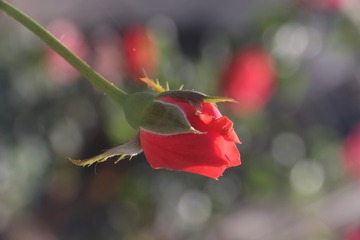 九月的花园