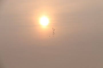 太阳●鸟（之二）