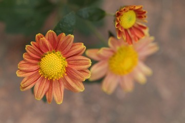 小小秋菊