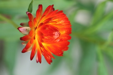 蜡菊