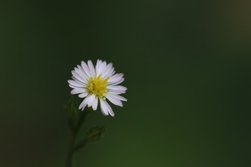 苦荬菜
