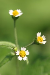 牛膝菊