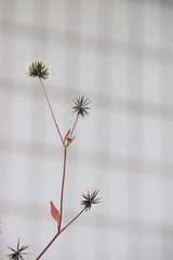 网与刺