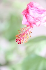蕊