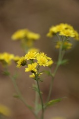 帝王菊