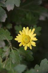 新菊