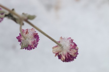 今日大雪