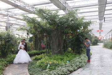 温室大棚里的婚纱照