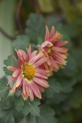 小菊
