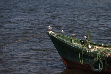 海鸥