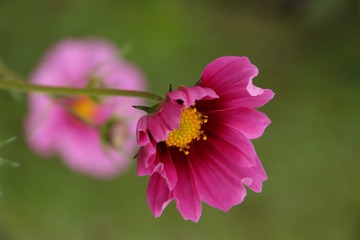 波斯菊
