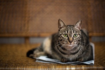 猫
