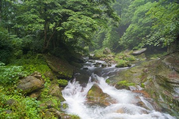 森林态