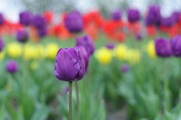 DSC_1357.jpg