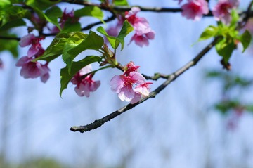 DSC_1302.jpg