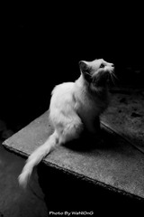 南稍门的猫