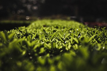 IMG_6150.jpg