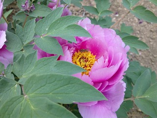 20110501147