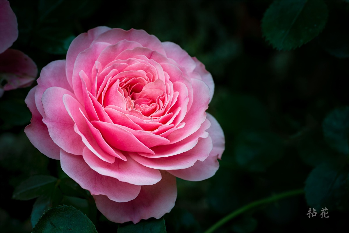 拈花一笑_ - 图虫