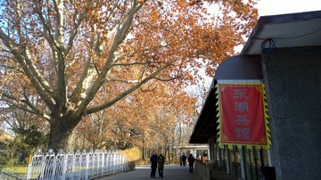 一朵油菜花