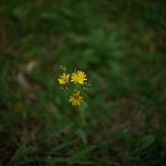 P1090530.jpg