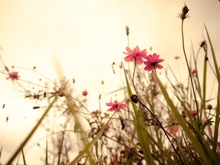 P1140700-2.jpg