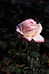P1311885