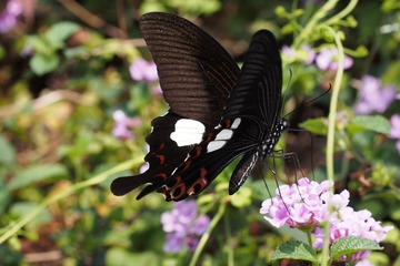 P3230594