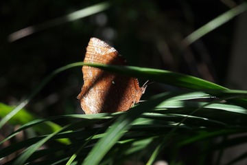 P5252577