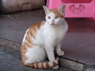 P2022037