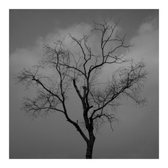 黑白41