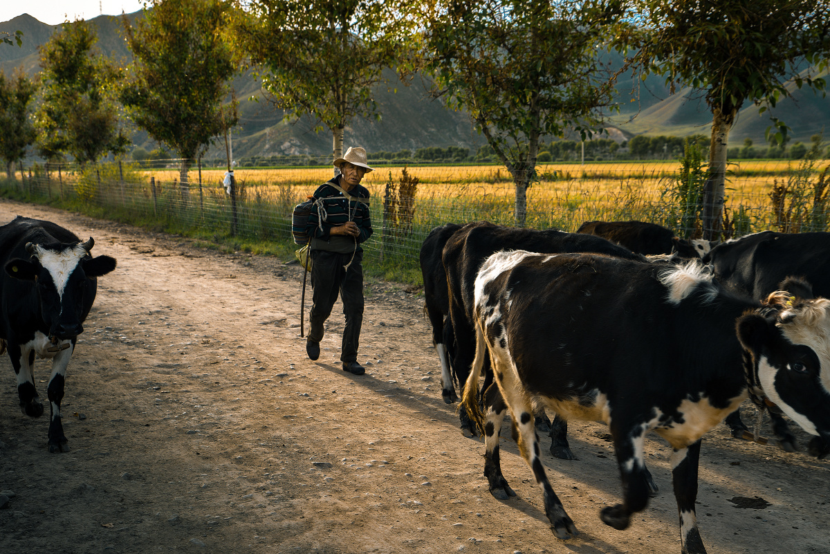 夕阳下放牛人