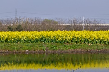 春水碧菜花黄