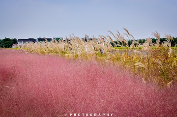 _DSC8761