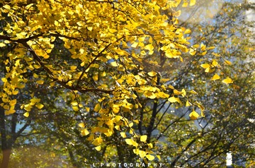 _DSC0948