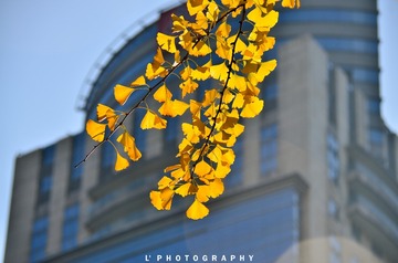 _DSC0995
