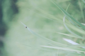 今日份·夏之末