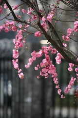 IMG_9466