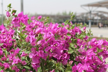 奥林匹克公园里的花