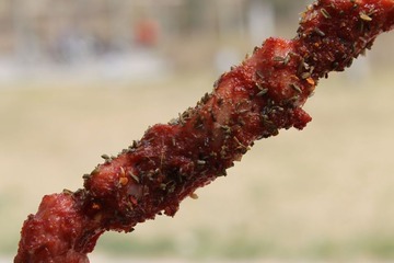 delicious