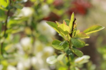 奥林匹克公园里的花