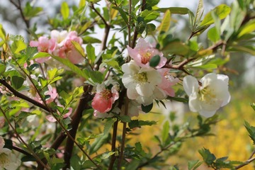 奥林匹克公园里的花