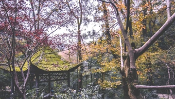 草庐——麓山红了5