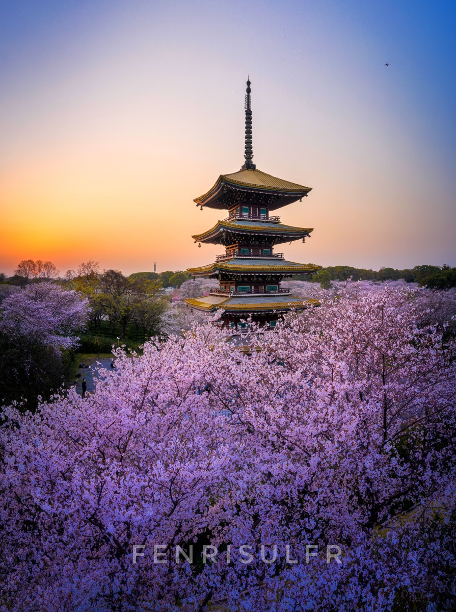 武汉樱花今年的樱园只对医护人员开放