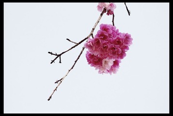 ‘樱花-1