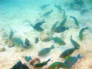 CIMG0523__1