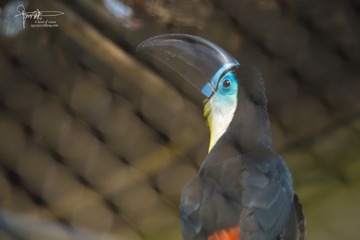 DSC_4774a