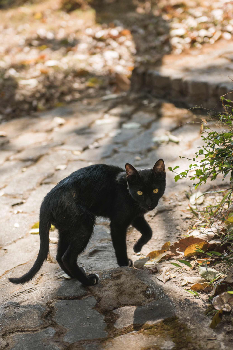 清迈的野生黑猫警长